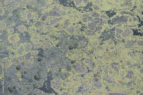 backgrounds - scum on the surface of a pond