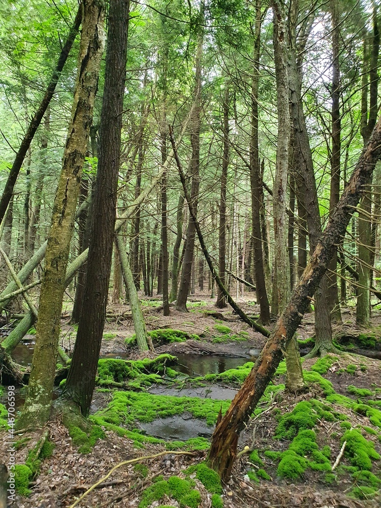 Obraz premium Forest