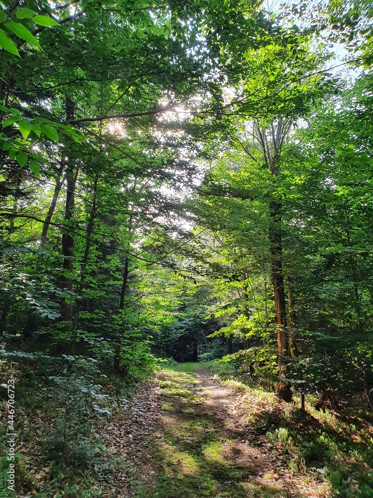 Forest Forest