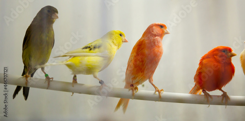 Four canary birds (Serinus canaria) sitting in a branch photo
