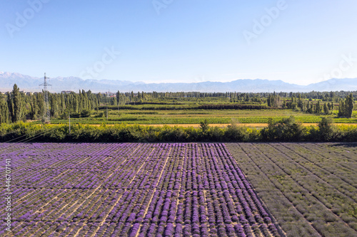 Lavender manor on a sunny day. photo