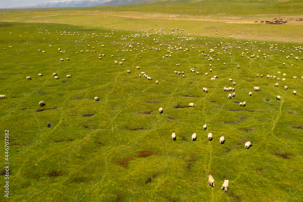 Obraz premium Sheep on the prairie with blue sky.