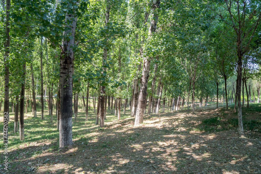 Poplar forest outdoors in summer Poplar forest outdoors in summer