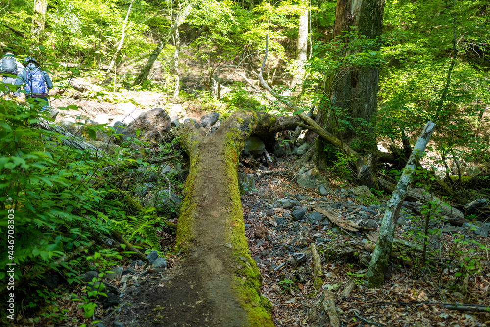 大分県の平治岳、大船山のミヤマキリシマが咲く登山道 Trail of Mt.Heijidake and Mt.Taisenzan in Oita Prefecture 大分県の平治岳、大船山のミヤマキリシマが咲く登山道 Trail of Mt.Heijidake and Mt.Taisenzan in Oita Prefecture