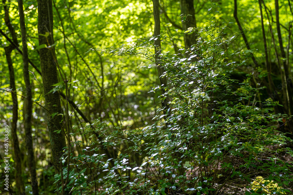 大分県の平治岳、大船山のミヤマキリシマが咲く登山道 Trail of Mt.Heijidake and Mt.Taisenzan in Oita Prefecture 大分県の平治岳、大船山のミヤマキリシマが咲く登山道 Trail of Mt.Heijidake and Mt.Taisenzan in Oita Prefecture