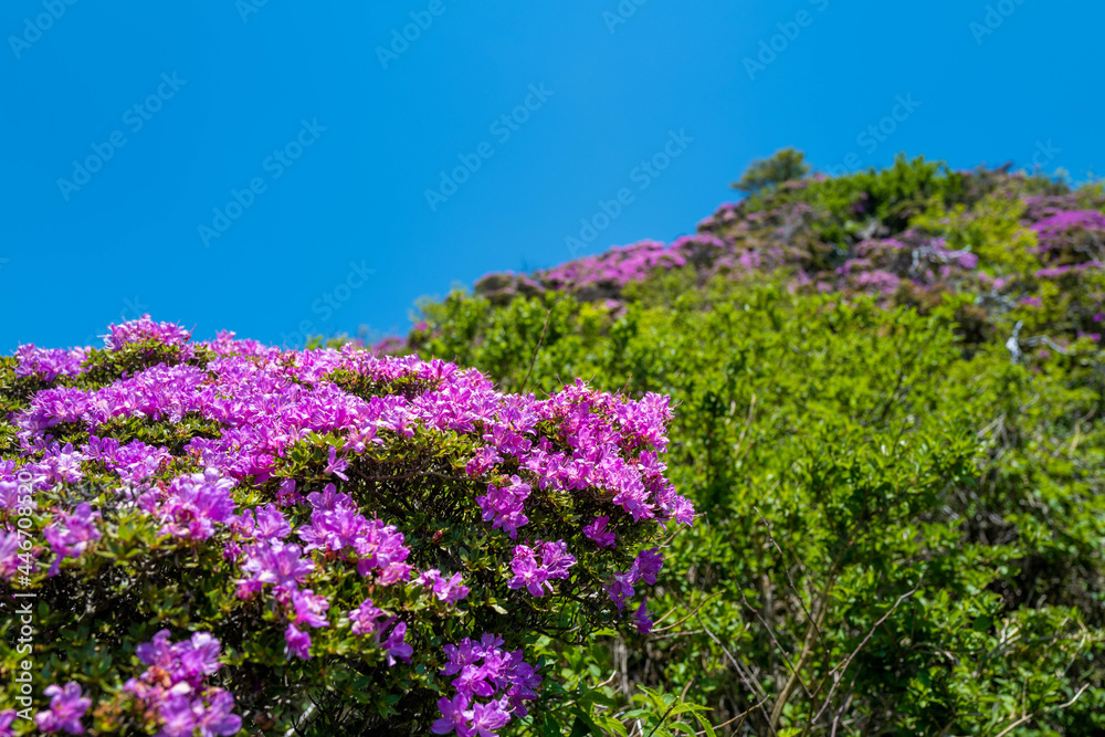 大分県の平治岳、大船山の登山道 Trail of Mt.Heijidake and Mt.Taisenzan in Oita Prefecture 大分県の平治岳、大船山の登山道 Trail of Mt.Heijidake and Mt.Taisenzan in Oita Prefecture