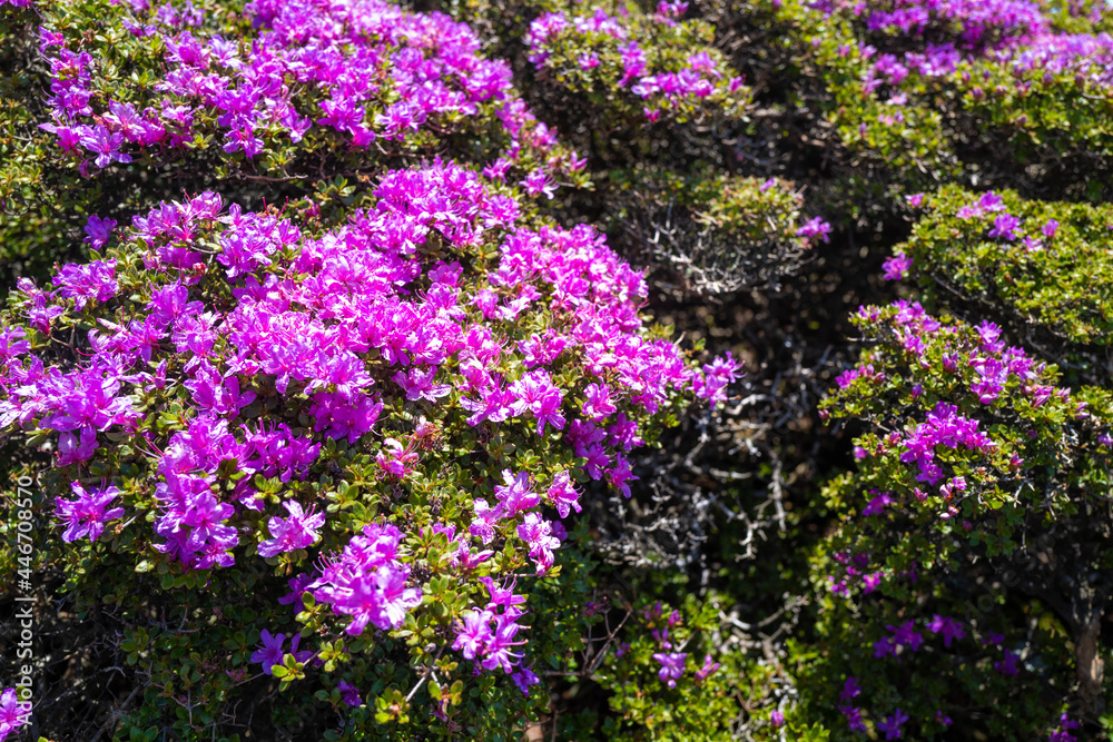 大分県の平治岳、大船山の登山道 Trail of Mt.Heijidake and Mt.Taisenzan in Oita Prefecture 大分県の平治岳、大船山の登山道 Trail of Mt.Heijidake and Mt.Taisenzan in Oita Prefecture