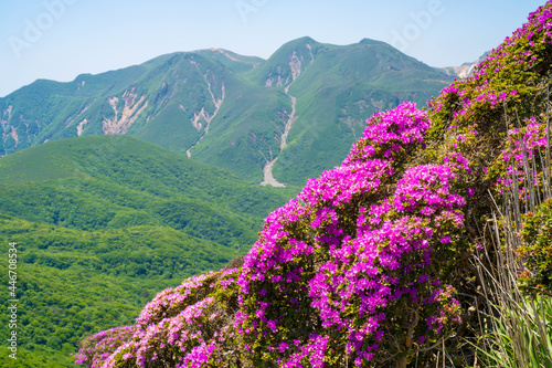 大分県の平治岳、大船山の登山道 Trail of Mt.Heijidake and Mt.Taisenzan in Oita Prefecture