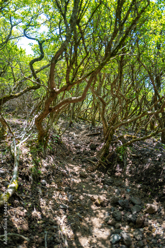 大分県の平治岳、大船山の登山道 Trail of Mt.Heijidake and Mt.Taisenzan in Oita Prefecture 大分県の平治岳、大船山の登山道 Trail of Mt.Heijidake and Mt.Taisenzan in Oita Prefecture