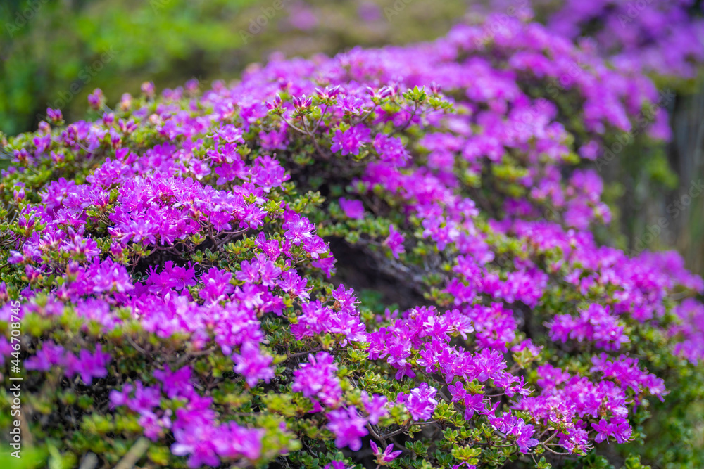 大分県の平治岳、大船山の登山道 Trail of Mt.Heijidake and Mt.Taisenzan in Oita Prefecture 大分県の平治岳、大船山の登山道 Trail of Mt.Heijidake and Mt.Taisenzan in Oita Prefecture