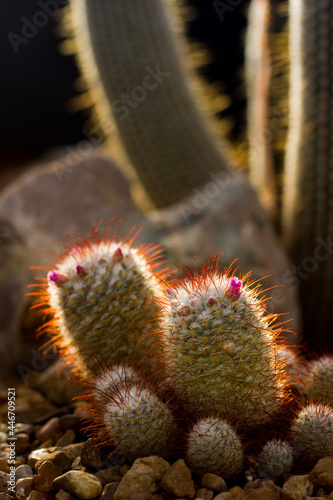 Small Cactus