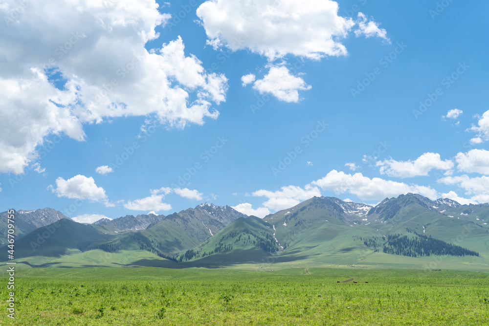 Fototapeta premium Nalati grassland with the blue sky.