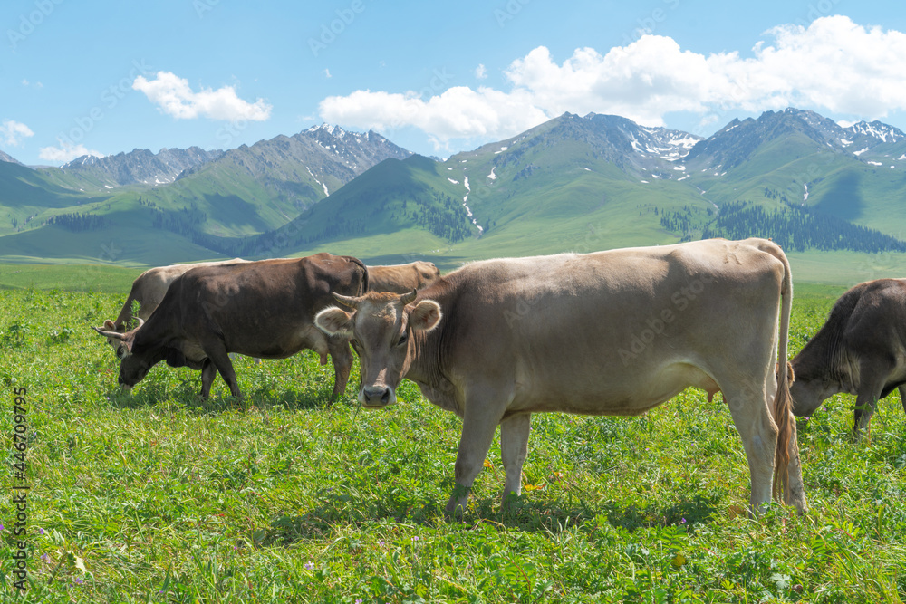 Grassland and bulls under the blue sky. Grassland and bulls under the blue sky.