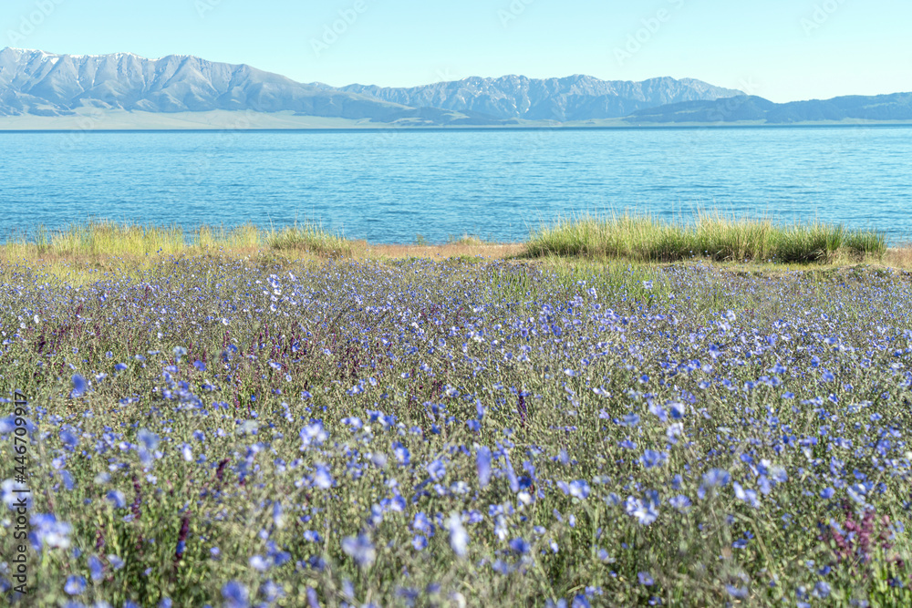 Lake and flowers with a sunny day. Shot in Sayram Lake in Xinjiang, China.