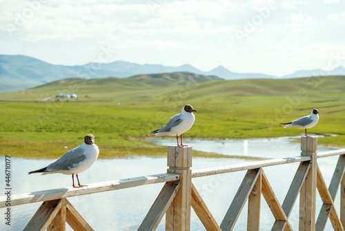 Cuadro en lienzo Rivers and birds with vast grassland.
