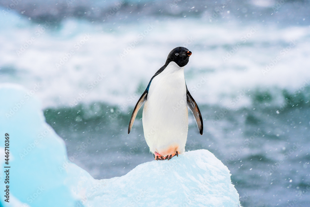 Obraz premium Adelie Penguin on an iceberg in Antarctica
