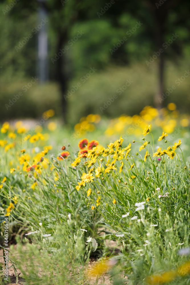 Fototapeta premium Beautiful park flower coreopsis