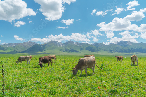 Grassland and bulls under the blue sky. © Vink Fan