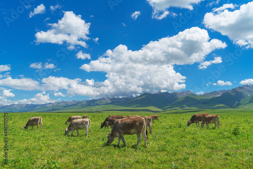 Grassland and bulls under the blue sky. © Vink Fan