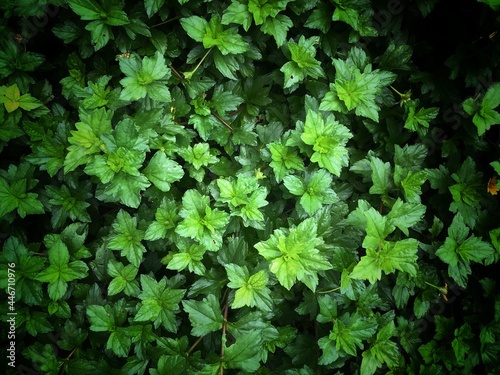 vintage style nature leaves full frame pattern texture background 