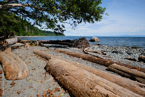 Driftwood... weathered logs and downed trees - Seal Bay Nature Reserve photo