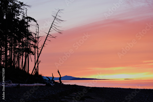 Orange and pink sunset with tree silhouettes.  Rathtrevor Provincial Park. photo