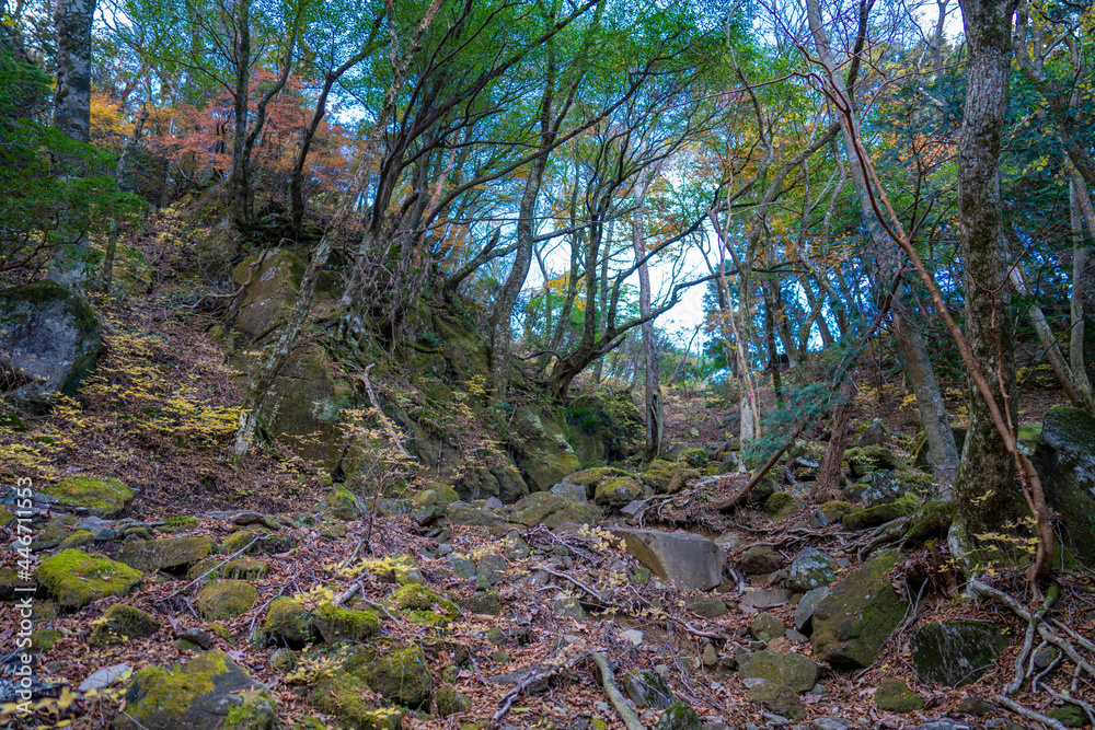 静岡県の天城山の紅葉の季節の登山道 Mt. Amagi Mountain Trail in Shizuoka Prefecture during the Fall Foliage Season 静岡県の天城山の紅葉の季節の登山道 Mt. Amagi Mountain Trail in Shizuoka Prefecture during the Fall Foliage Season