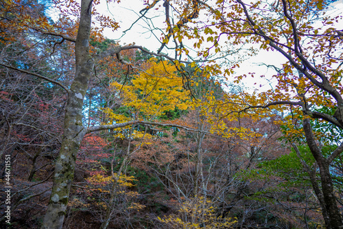 静岡県の天城山の紅葉の季節の登山道 Mt. Amagi Mountain Trail in Shizuoka Prefecture during the Fall Foliage Season © Hello UG
