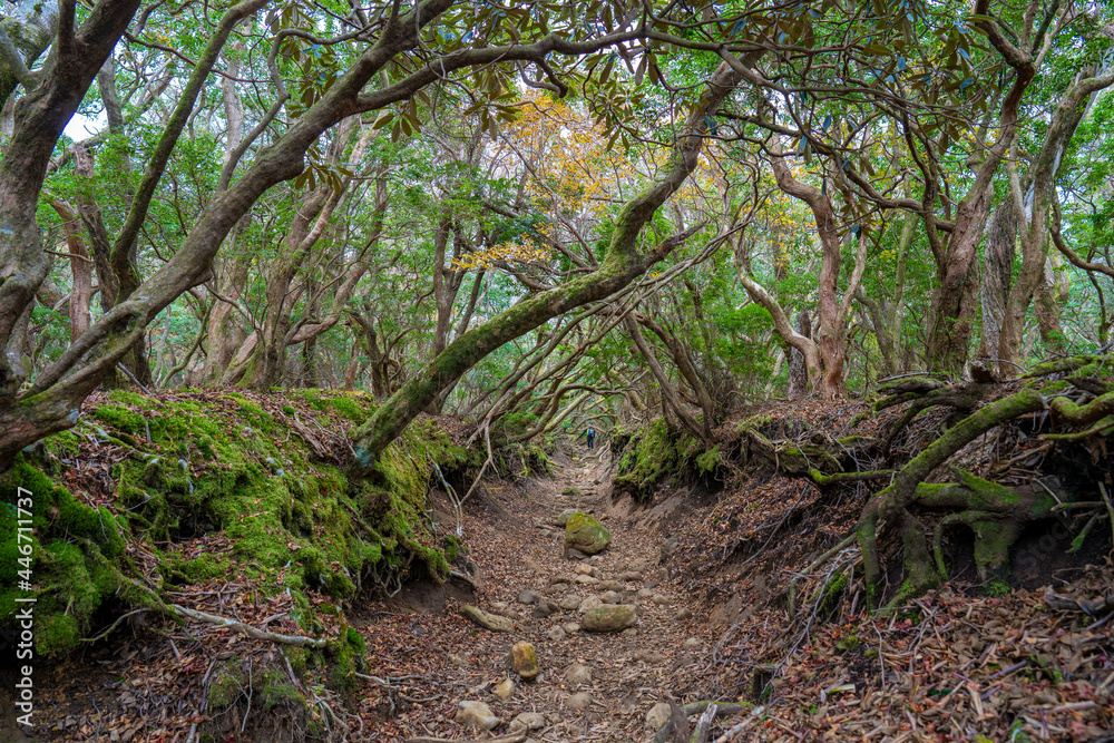 Fototapeta premium 静岡県の天城山の紅葉の季節の登山道 Mt. Amagi Mountain Trail in Shizuoka Prefecture during the Fall Foliage Season