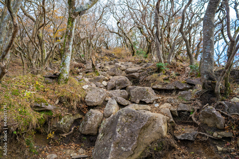 静岡県の天城山の紅葉の季節の登山道 Mt. Amagi Mountain Trail in Shizuoka Prefecture during the Fall Foliage Season 静岡県の天城山の紅葉の季節の登山道 Mt. Amagi Mountain Trail in Shizuoka Prefecture during the Fall Foliage Season