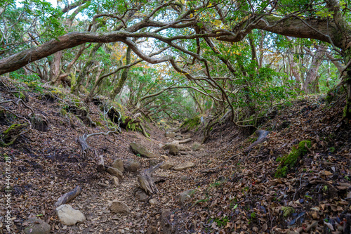 静岡県の天城山の紅葉の季節の登山道 Mt. Amagi Mountain Trail in Shizuoka Prefecture during the Fall Foliage Season