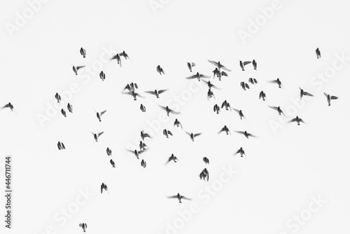 a flock of birds, birds flying on a blurred background © ENRIQUETA