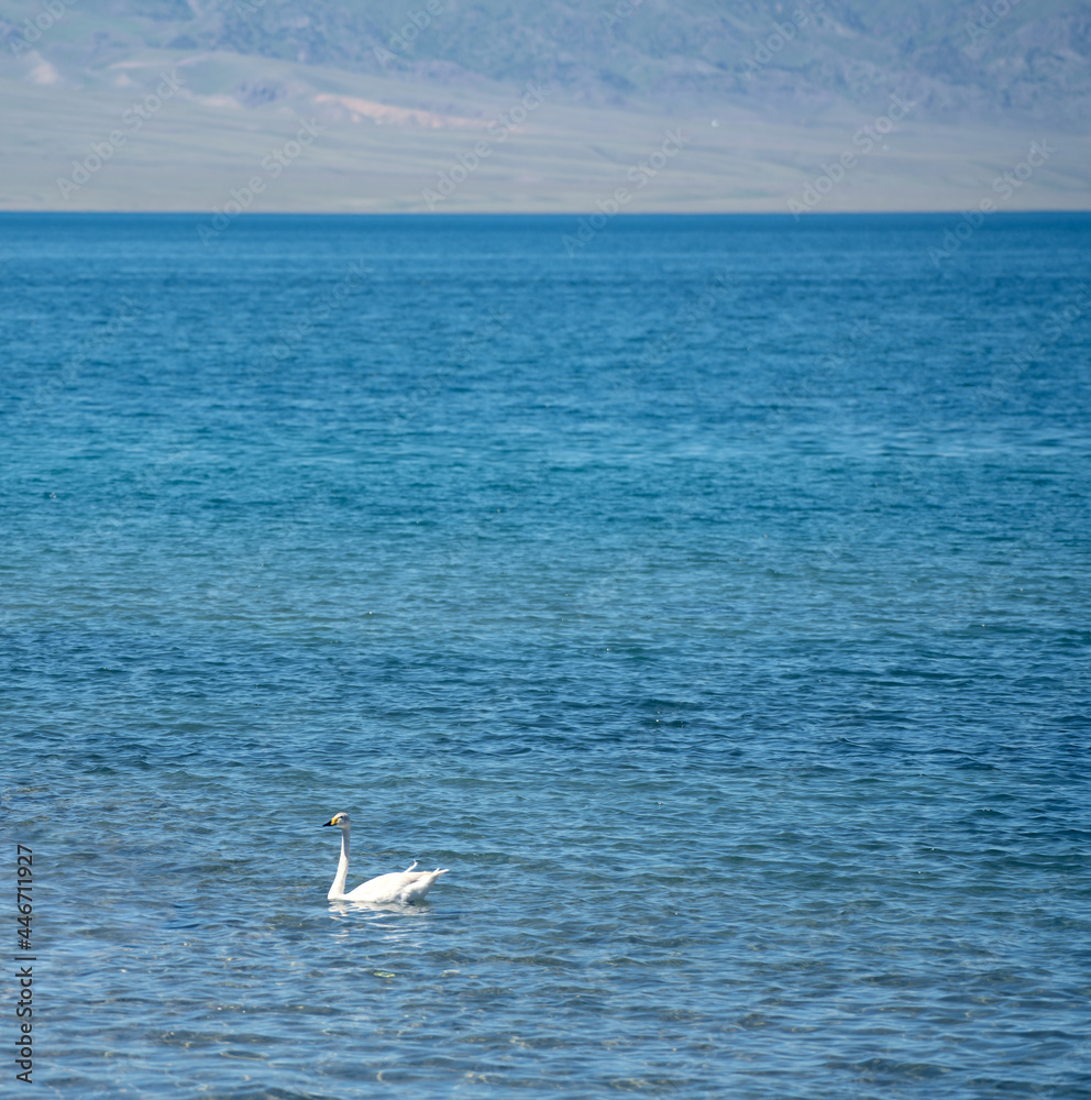 The swans were swimming on the calm lake. Shot in Sayram Lake in Xinjiang, China.