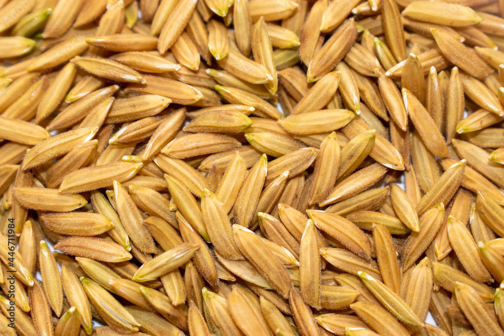 Paddy rice on white background.Top view of paddy rice and rice seed on the white background, Background and wallpaper by pile of paddy rice seed, Close-up of brown rice grain.