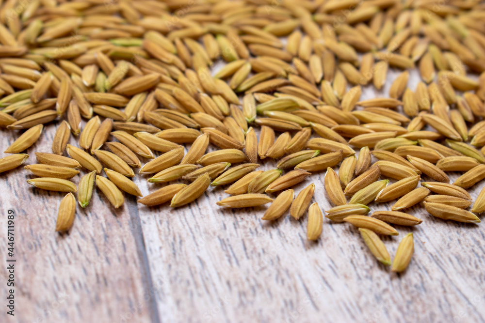 Close up paddy rice on wooden background.Top view of paddy rice and rice seed on the white background, Background and wallpaper by pile of paddy rice seed, Close-up of brown rice grain. Close up paddy rice on wooden background.Top view of paddy rice and rice seed on the white background, Background and wallpaper by pile of paddy rice seed, Close-up of brown rice grain.