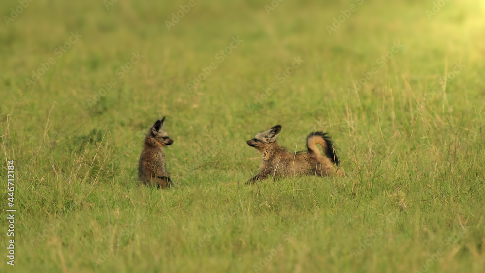 Bat eared fox kits playing at sunset Bat eared fox kits playing at sunset