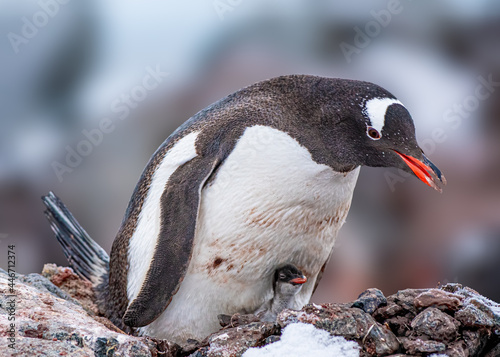 Gentoo Penguin with a baby hiding under mom