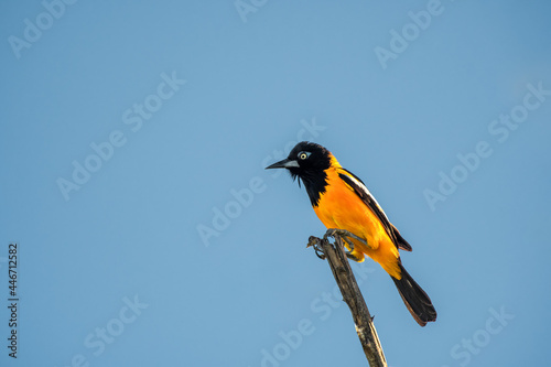 Fototapeta Naklejka Na Ścianę i Meble -  Venezuelan Troupial sitting on a branch in Puerto Rico