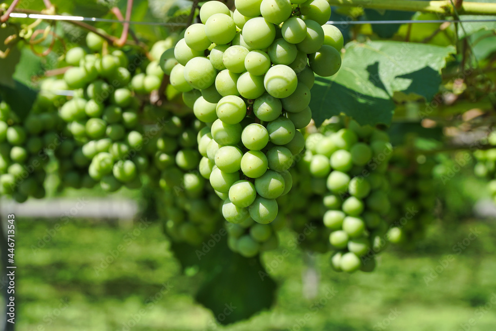 Nagano,Japan-July 22, 2021: Closeup of Niagara grapes on grapevine trellis
Nagano,Japan-July 22, 2021: Closeup of Niagara grapes on grapevine trellis