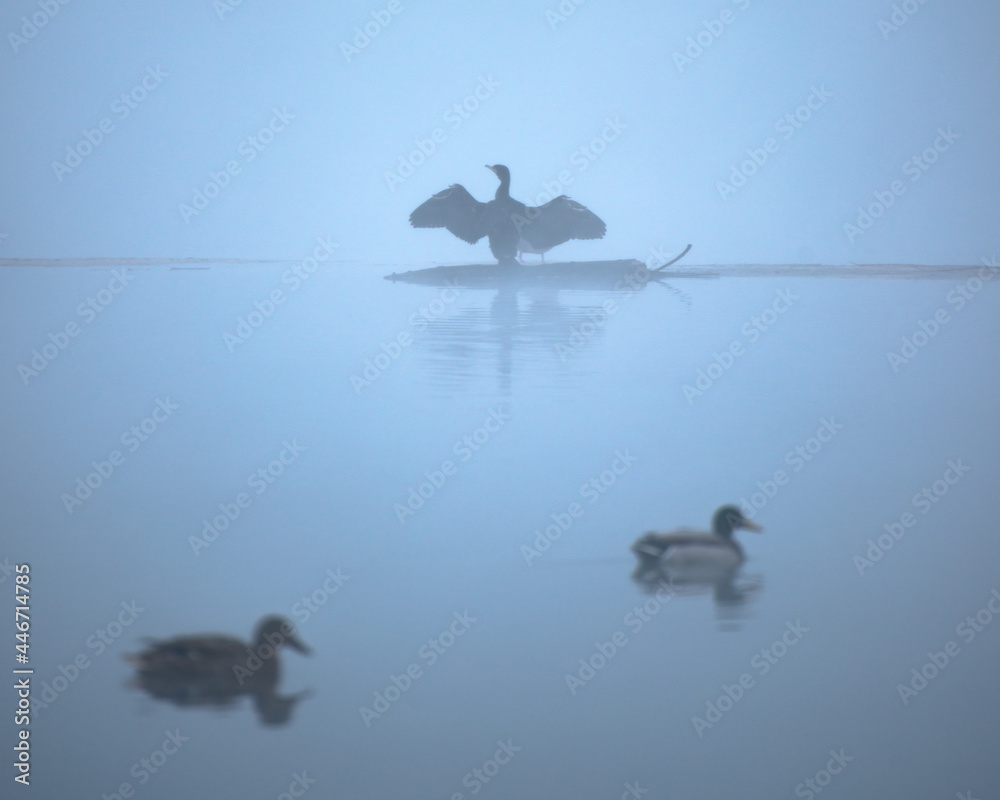 Fototapeta premium cormorant on the river