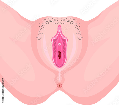 女性外性器