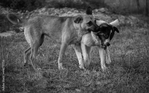 two dogs playing
