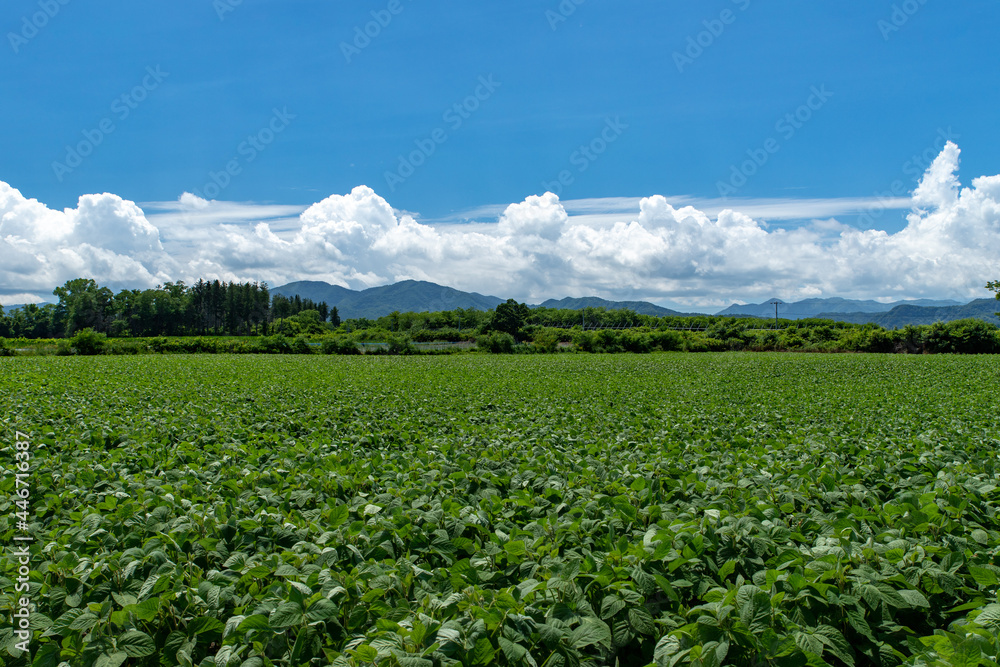 Fototapeta premium 北海道 夏の野菜畑と雲の風景