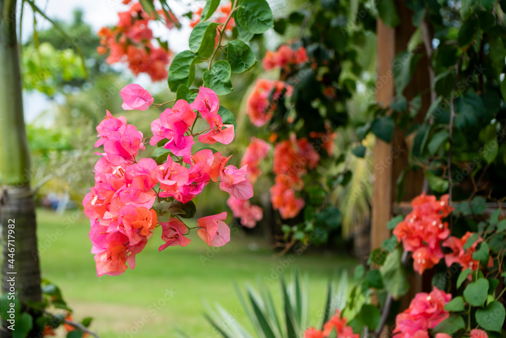Bougainvillea is a genus of thorny ornamental vines, bushes, and trees belonging to the four o' clock family, Nyctaginaceae