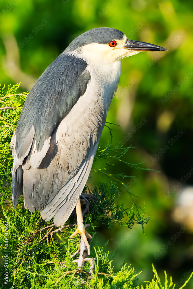 Fototapeta premium Black-crowned Night Heron In a Tree