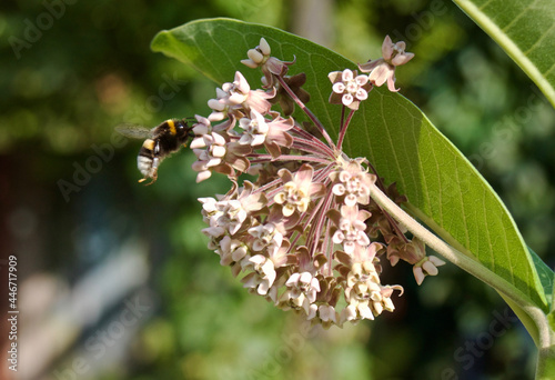 bee on a flower