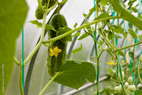 cucumbers in the greenhouse