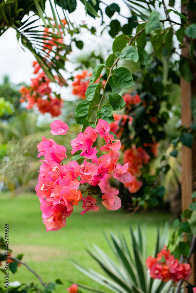 Bougainvillea is a genus of thorny ornamental vines, bushes, and trees belonging to the four o' clock family, Nyctaginaceae