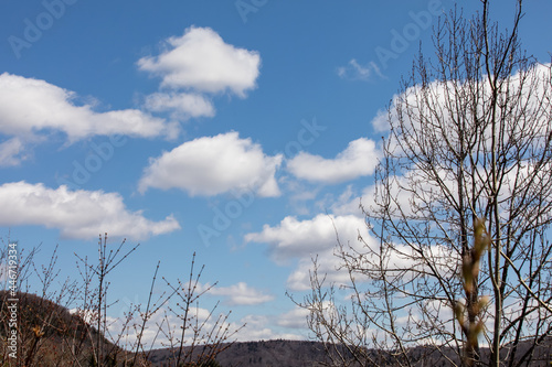 vue sur un ciel bleu au printemps avec des nuages et le haut de quelques arbres en nature