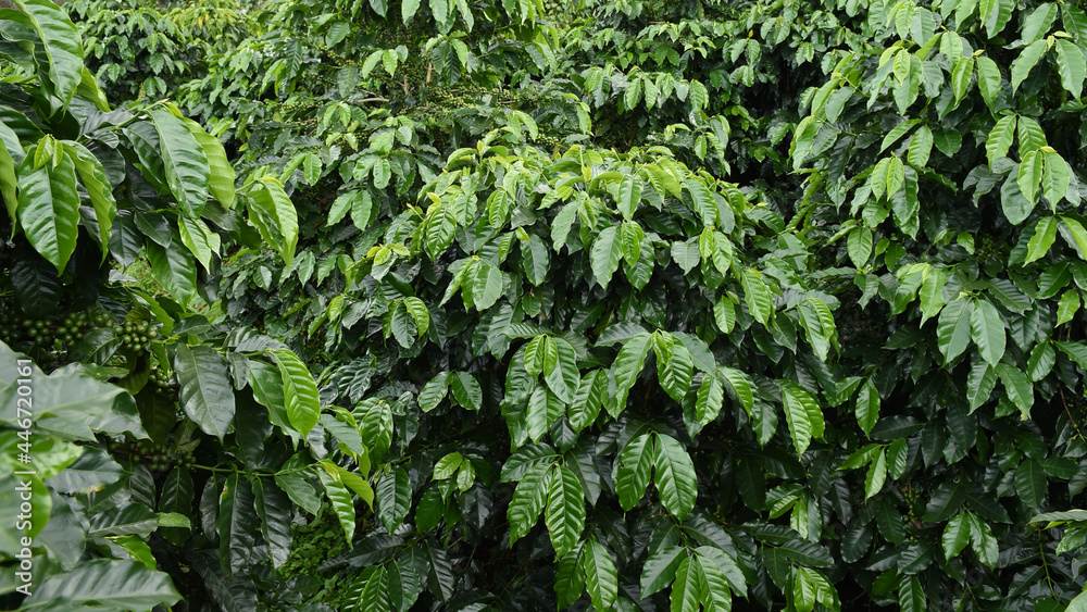 Coffee beans ripening on a tree Coffee beans ripening on a tree